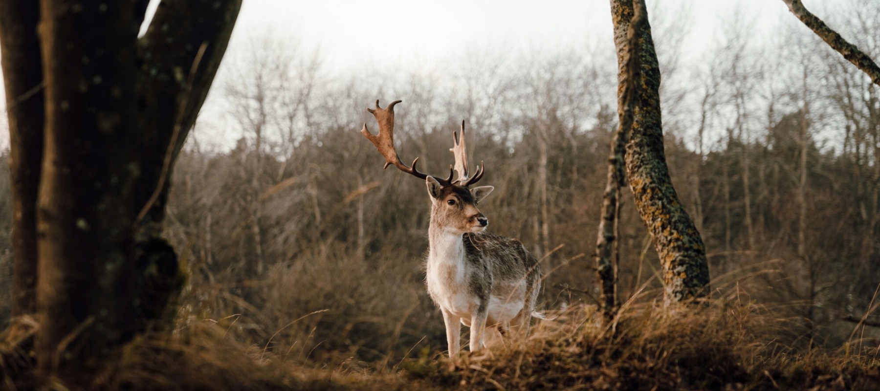 Huisje huren op de Veluwe